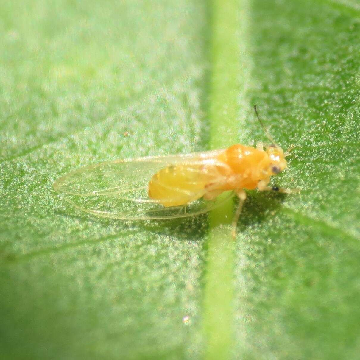 Image of Bactericera minuta (Crawford 1910)