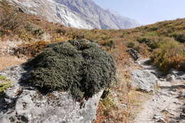 صورة Cotoneaster microphyllus Wall. ex Lindl.