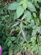 Image of Achyranthes longifolia (Makino) Makino