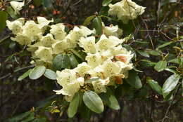 Imagem de Rhododendron campylocarpum Hook. fil.