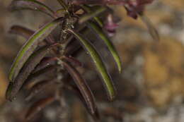 Image of Hemigenia pritzelii S. Moore