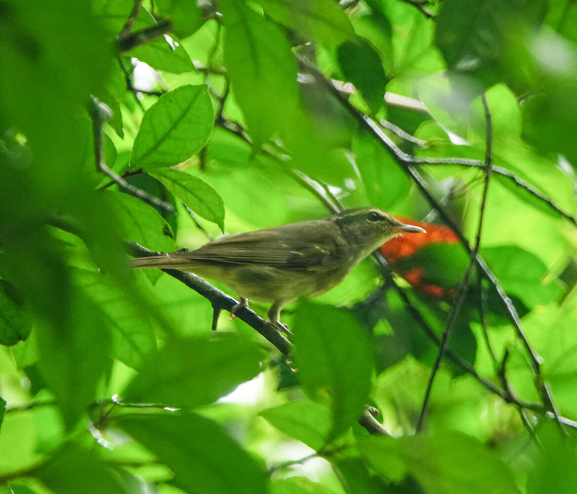 Image of Large-billed Leaf Warbler