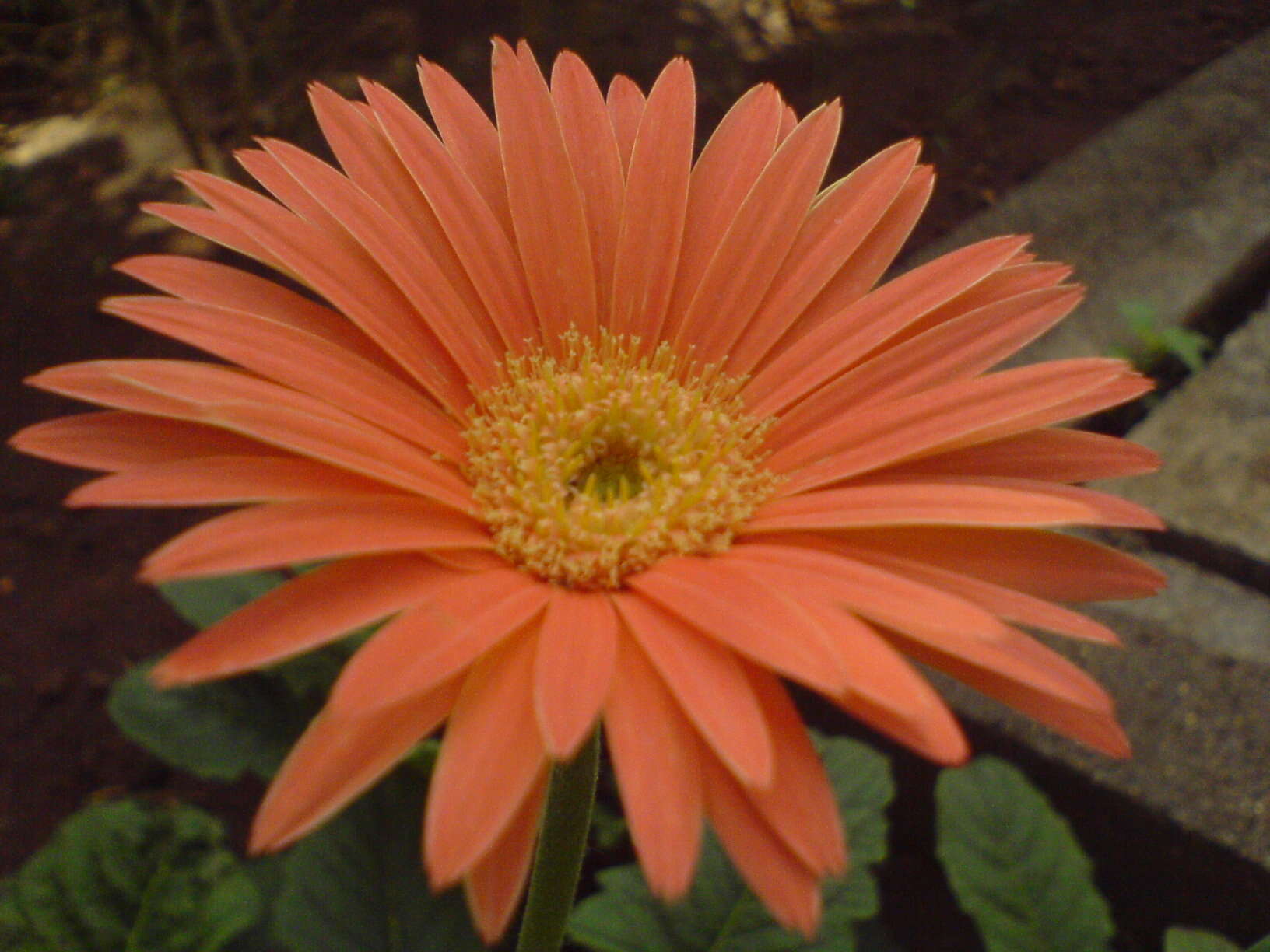 Image of Barberton daisy