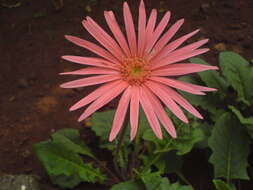 Image of Barberton daisy