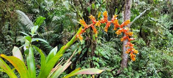 Image of Guzmania multiflora (André) André ex Mez