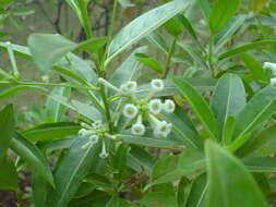 صورة Cestrum diurnum L.