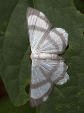 Image of Perigramma repetita Warren 1905