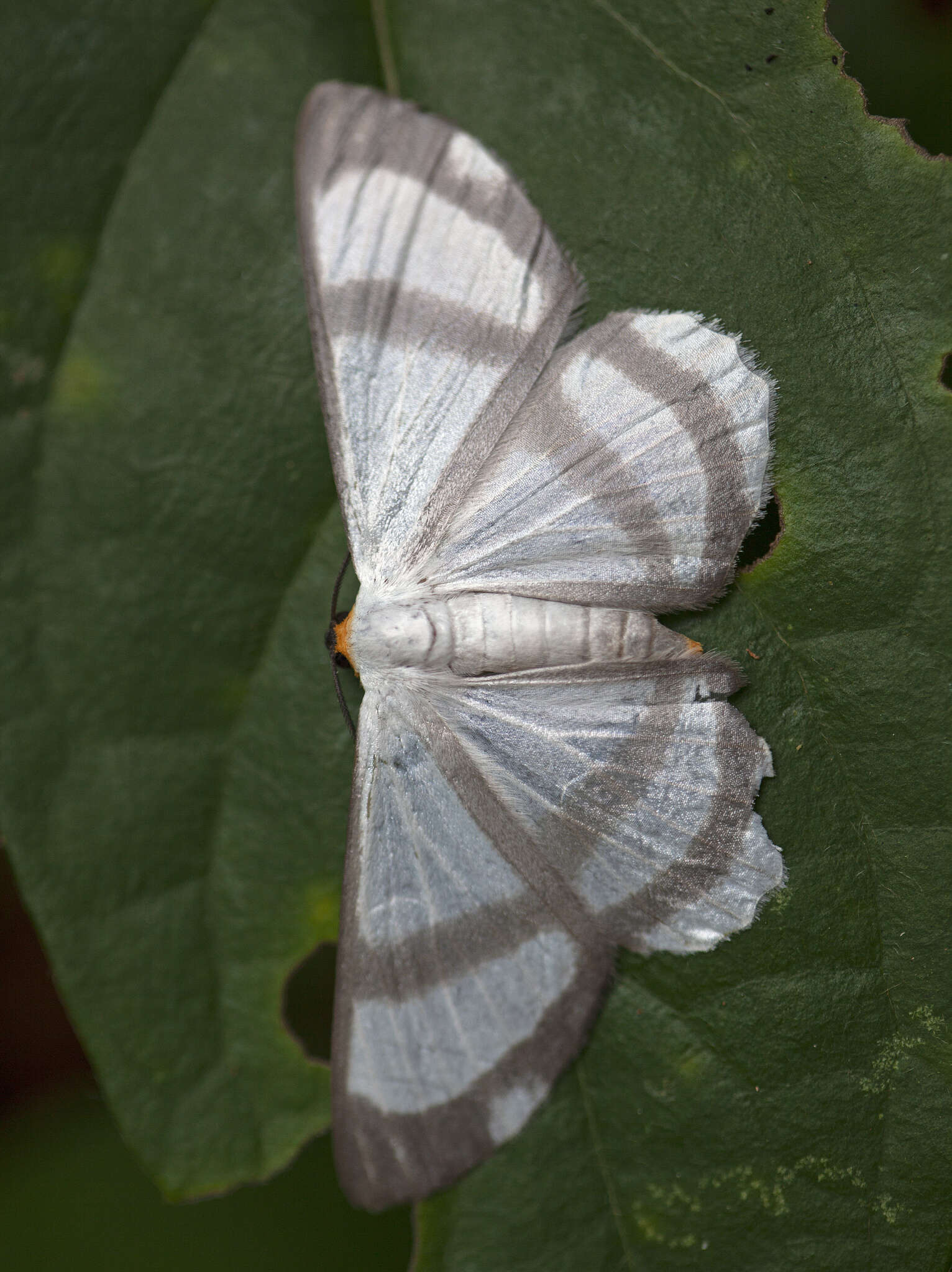 Plancia ëd Perigramma repetita Warren 1905