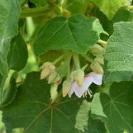 Imagem de Dombeya burgessiae Gerr. ex Harv. & Sond.