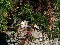 Слика од Anthemis maritima L.