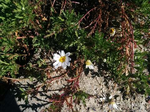 صورة Anthemis maritima L.