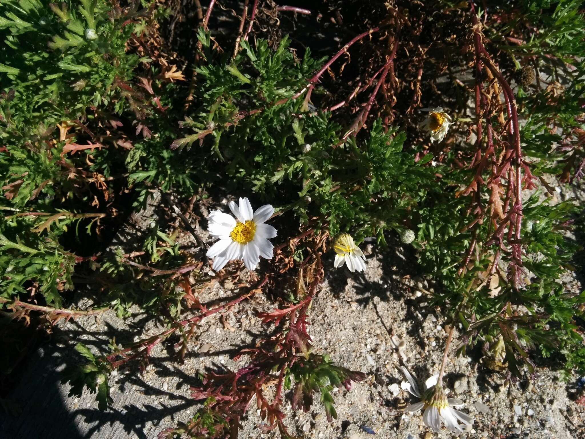 Слика од Anthemis maritima L.