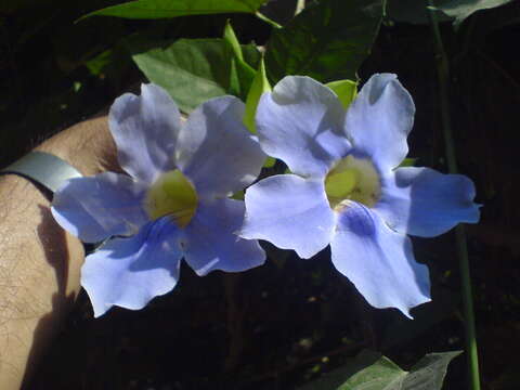 Image of Bengal clock vine