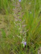 Image of Gumgrass