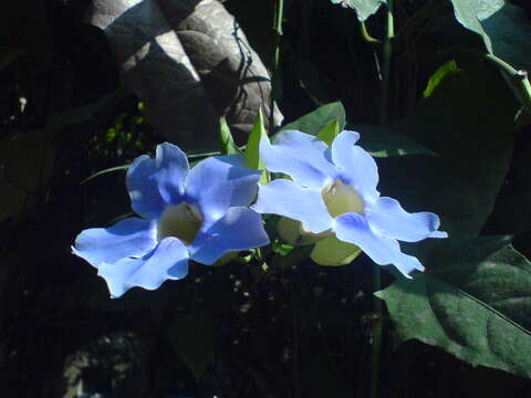 Image of Bengal clock vine