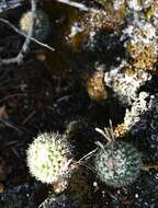 Image of Mammillaria eichlamii Quehl