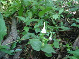 Image of Disperis anthoceros var. anthoceros