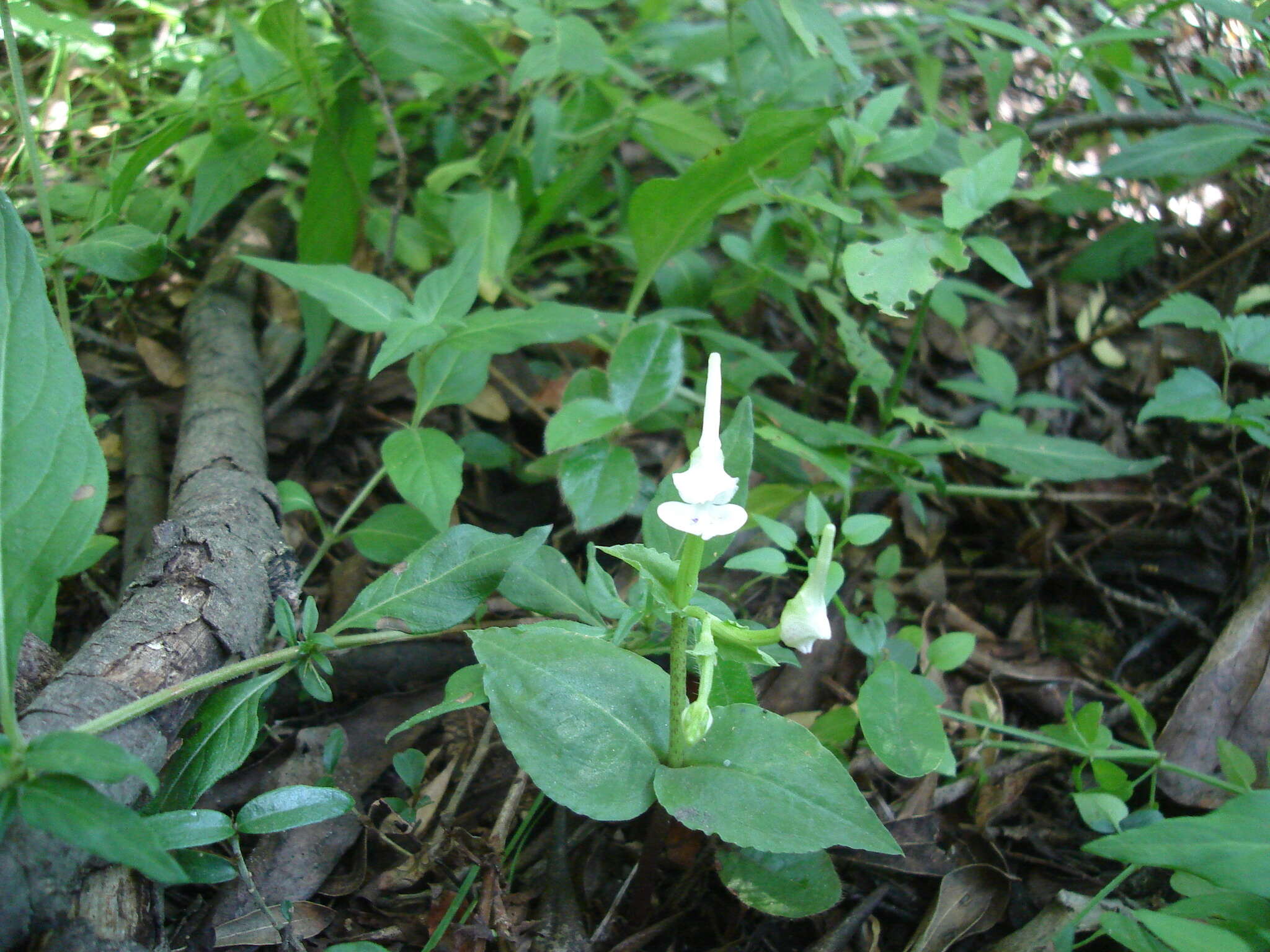 Image of Disperis anthoceros var. anthoceros