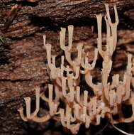 Image of Artomyces colensoi (Berk.) Jülich 1982