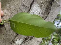 صورة Adenia heterophylla subsp. heterophylla