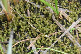 Image of paludella moss