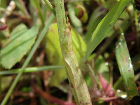 Image of Dense-flowered orchid