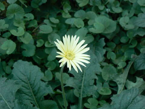 Image of Barberton daisy