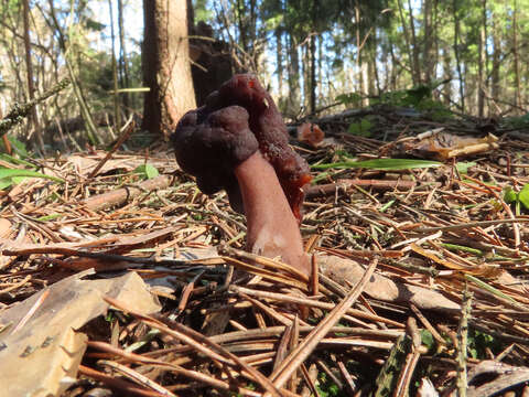 Image of Gyromitra longipes Harmaja 1979