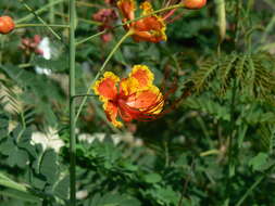 Image of Dwarf Poinciana