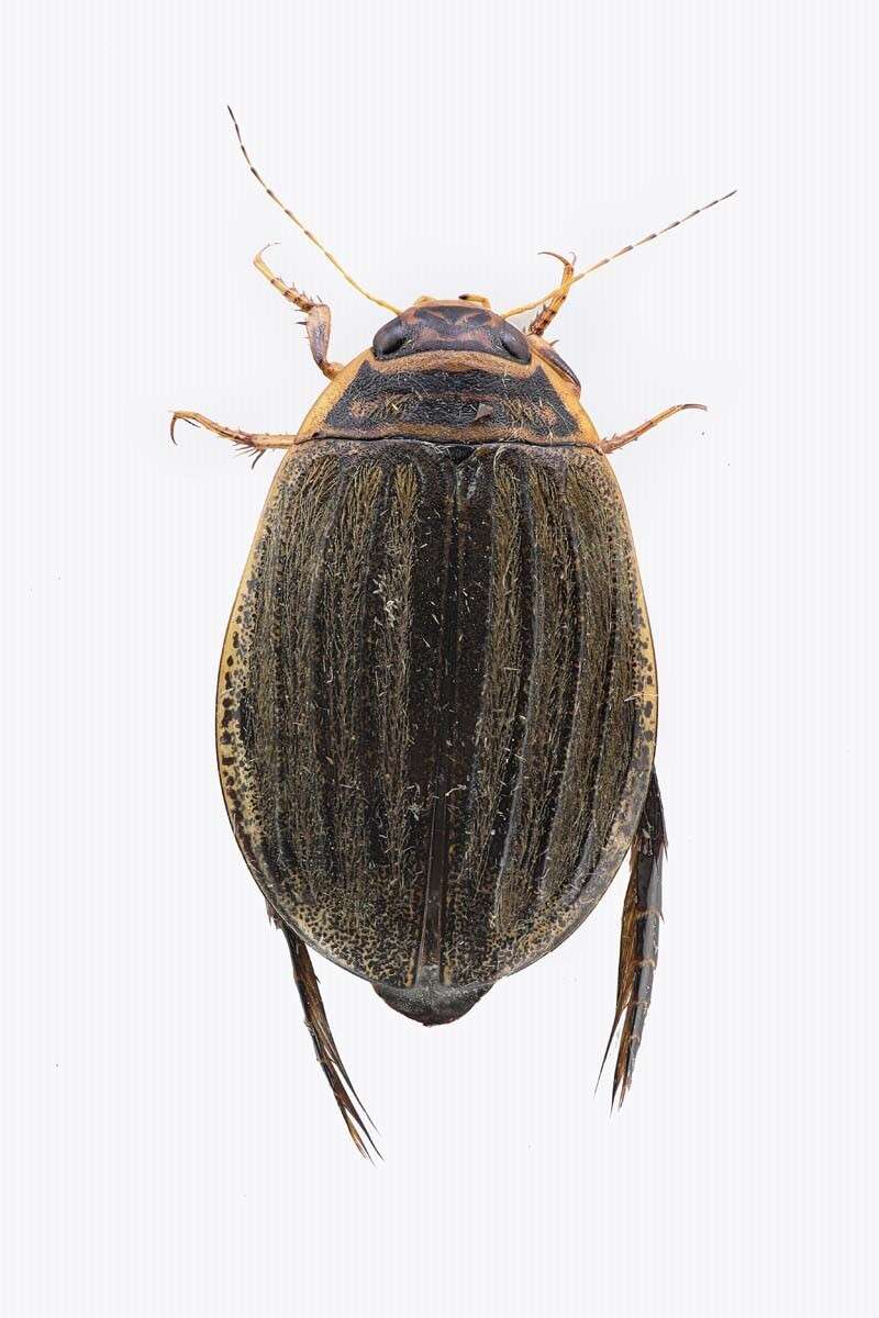 Image of Grooved Diving Beetle