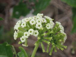 Image of Heliotropium sarmentosum (Lam.) Craven