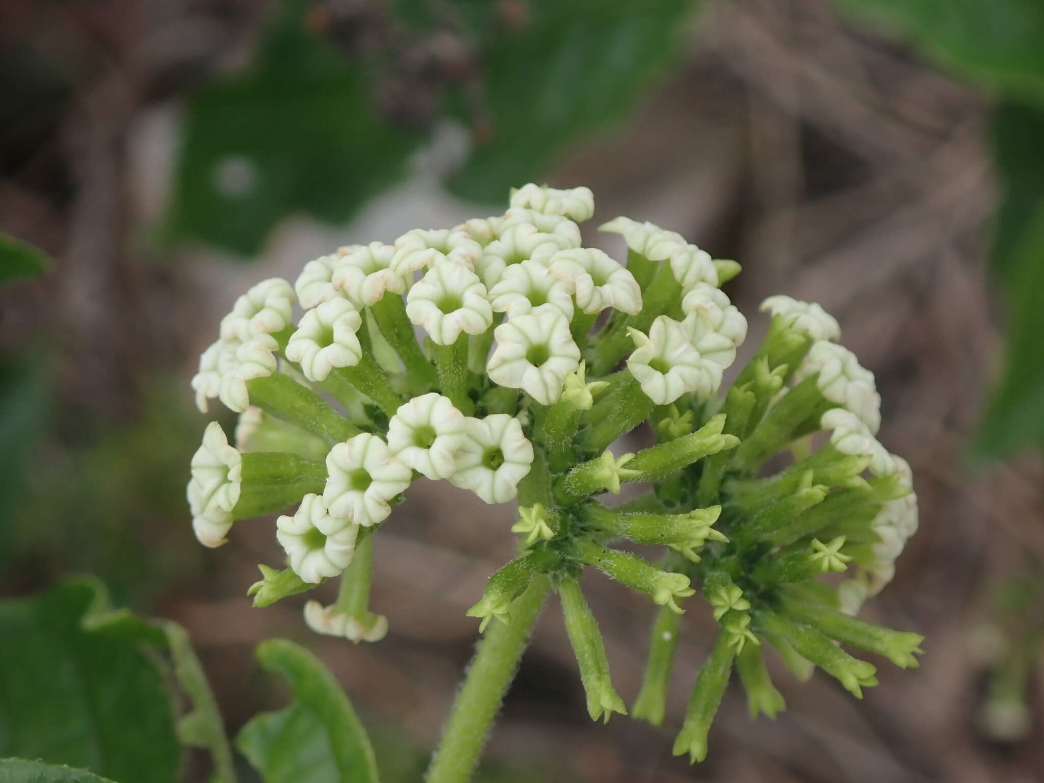 Imagem de Heliotropium sarmentosum (Lam.) Craven