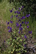 Image of Parry's phacelia