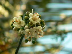 Image of ceiba