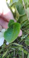 Image of nightblooming false bindweed