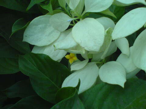 Image of Mussaenda philippica A. Rich.