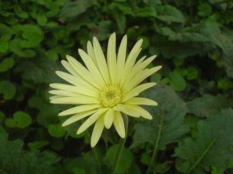 Image of Barberton daisy