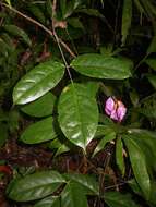 Image of Clitoria sagotii Fantz