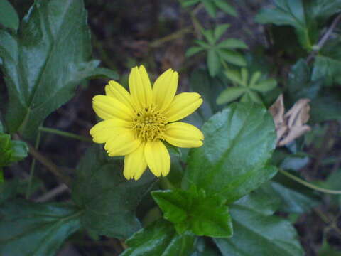 Image of Bay Biscayne creeping-oxeye