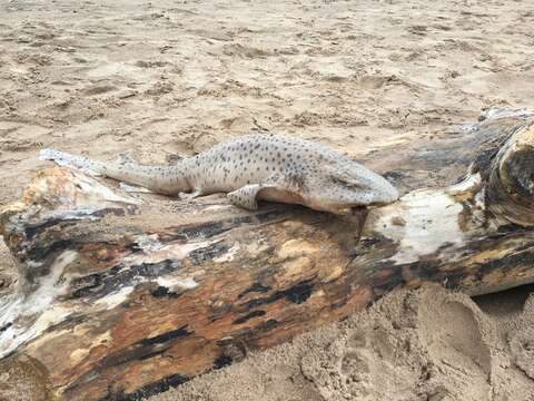 Image of Nursehound