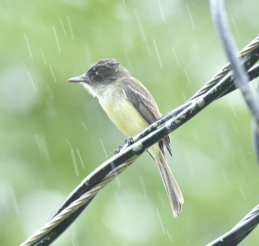 Image of Sad Flycatcher