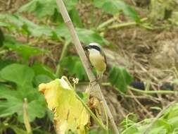 Lanius cristatus lucionensis Linnaeus 1766 resmi