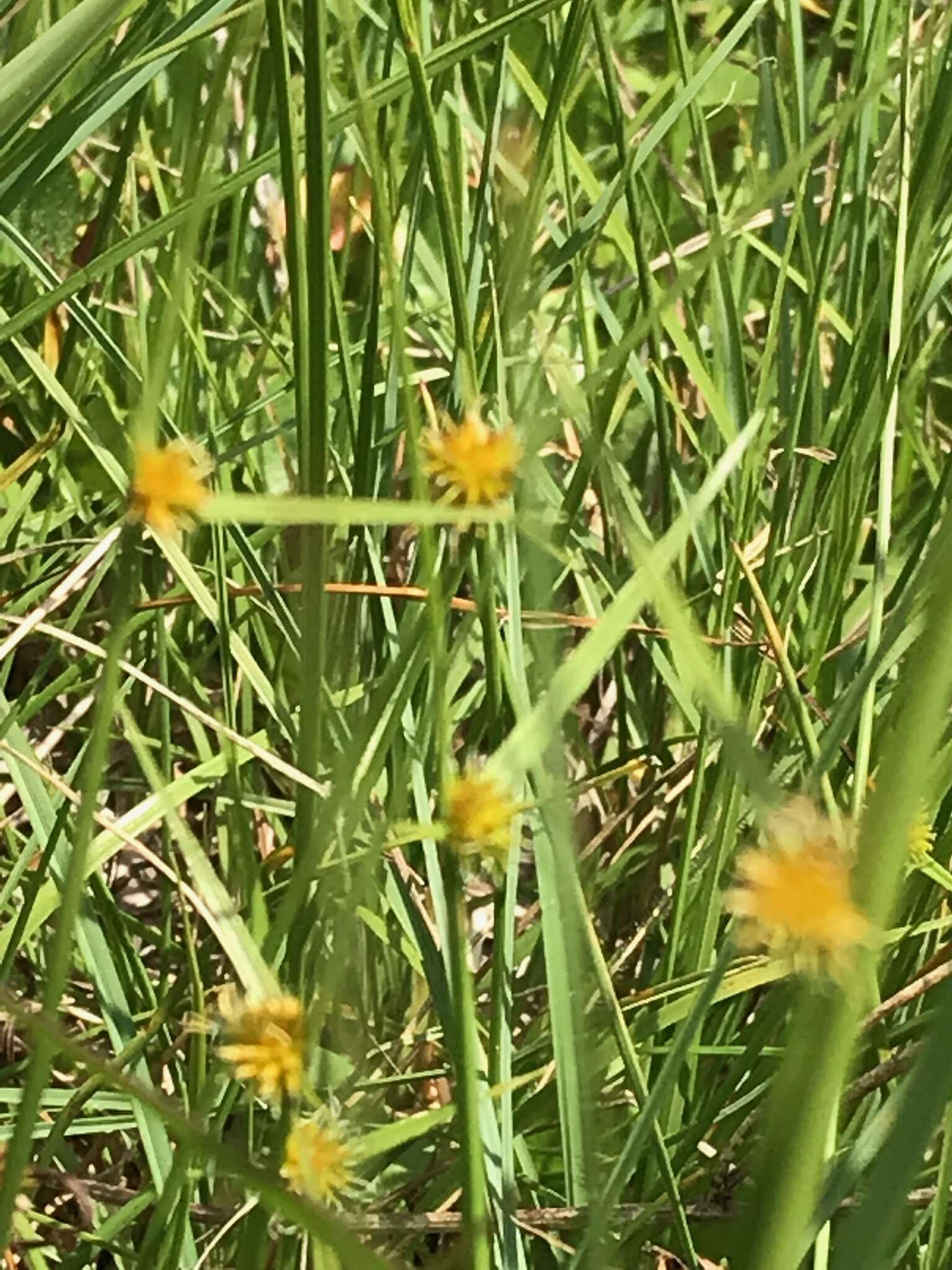 Image of Cyperus erectus (Schumach.) Mattf. & Kük.