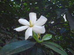 Image de Gardenia gummifera L. fil.