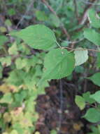 Слика од Prunus mandshurica (Maxim.) Koehne