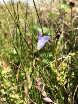 Campanula californica (Kellogg) A. Heller resmi