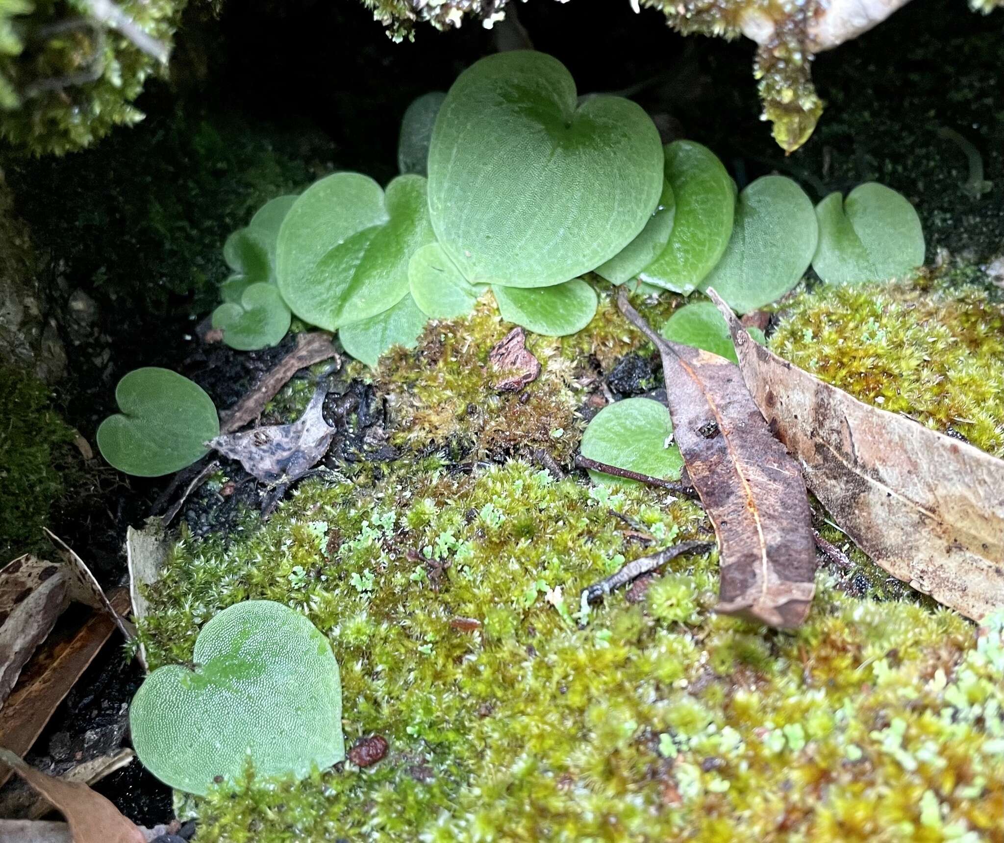 Plancia ëd Corybas recurvus D. L. Jones