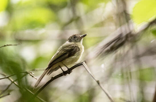 Image of Sepia-capped Flycatcher