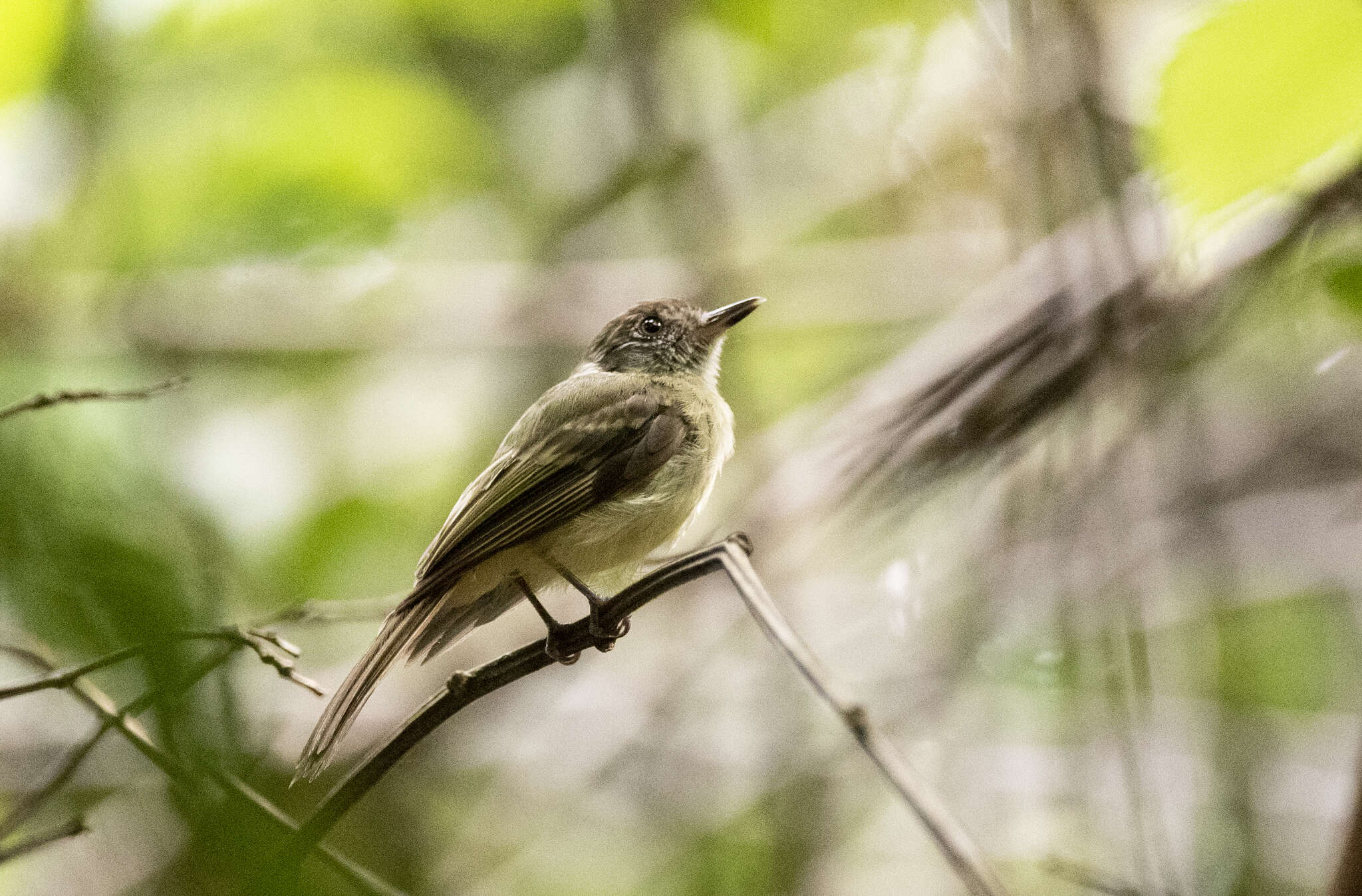 Leptopogon amaurocephalus Cabanis 1846 resmi