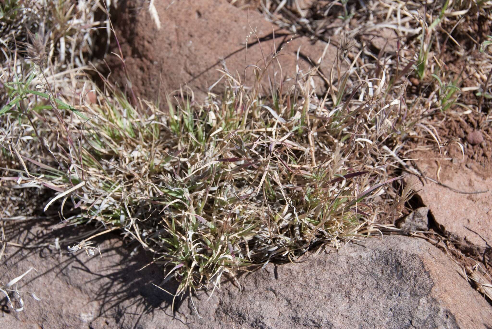 Image of curly-mesquite